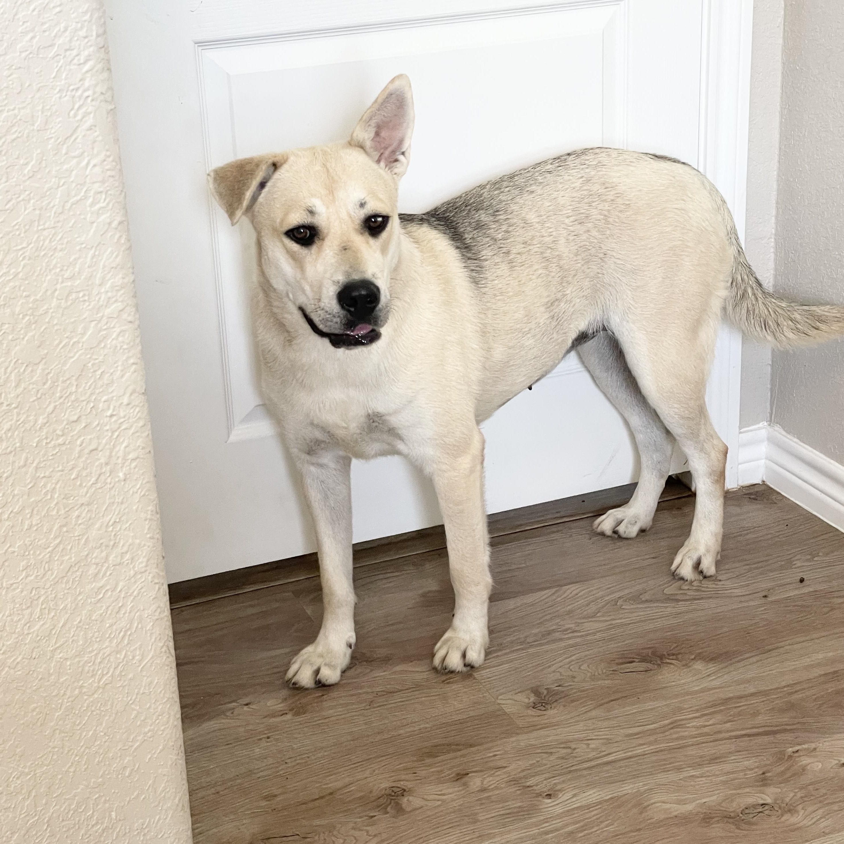 Perfect Sunny, a ADOPTABLE mixed breed in West Hartford , CT image 6/6