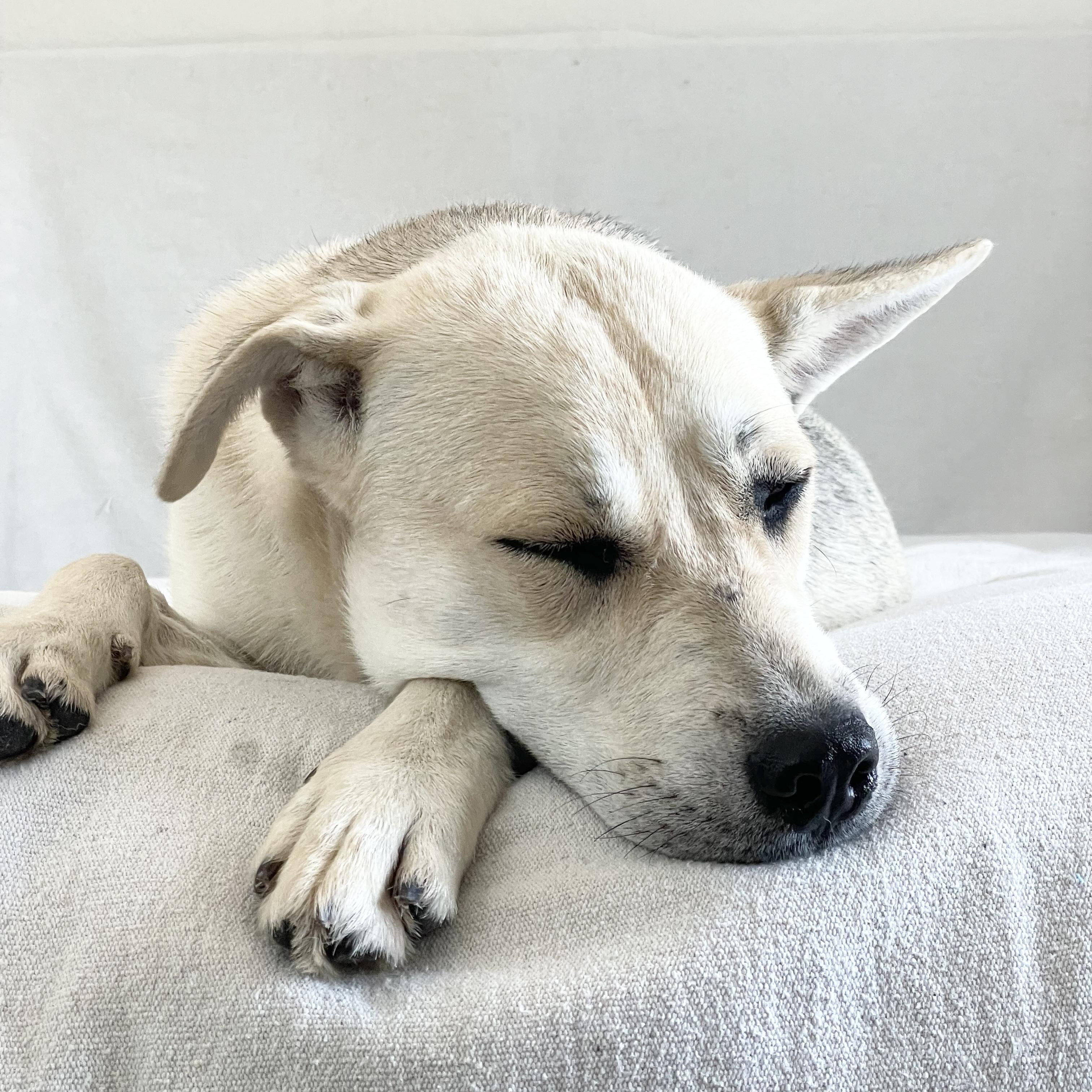 Perfect Sunny, a ADOPTABLE mixed breed in West Hartford , CT image 4/6
