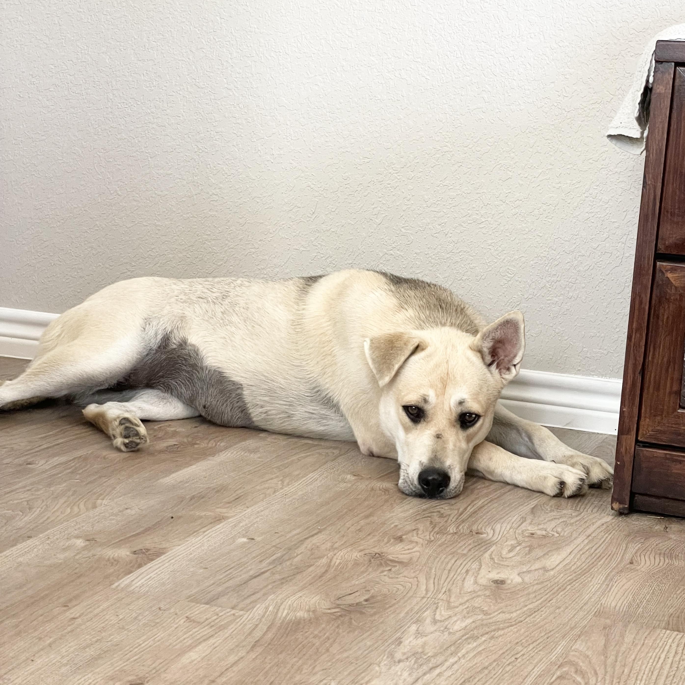 Perfect Sunny, a ADOPTABLE mixed breed in West Hartford , CT image 2/6