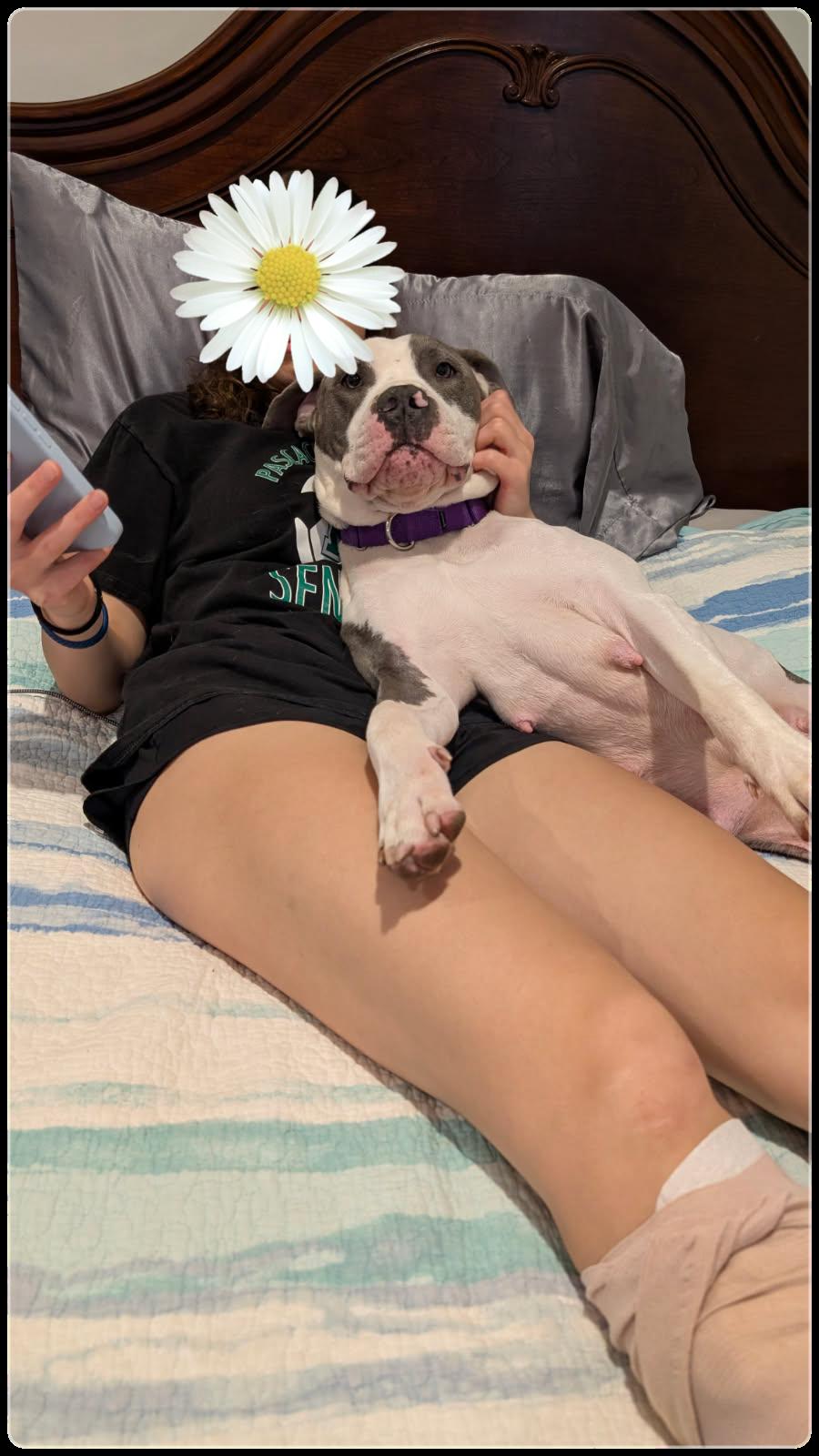 Hunny, Adoptable, Adult Female Mixed Breed.