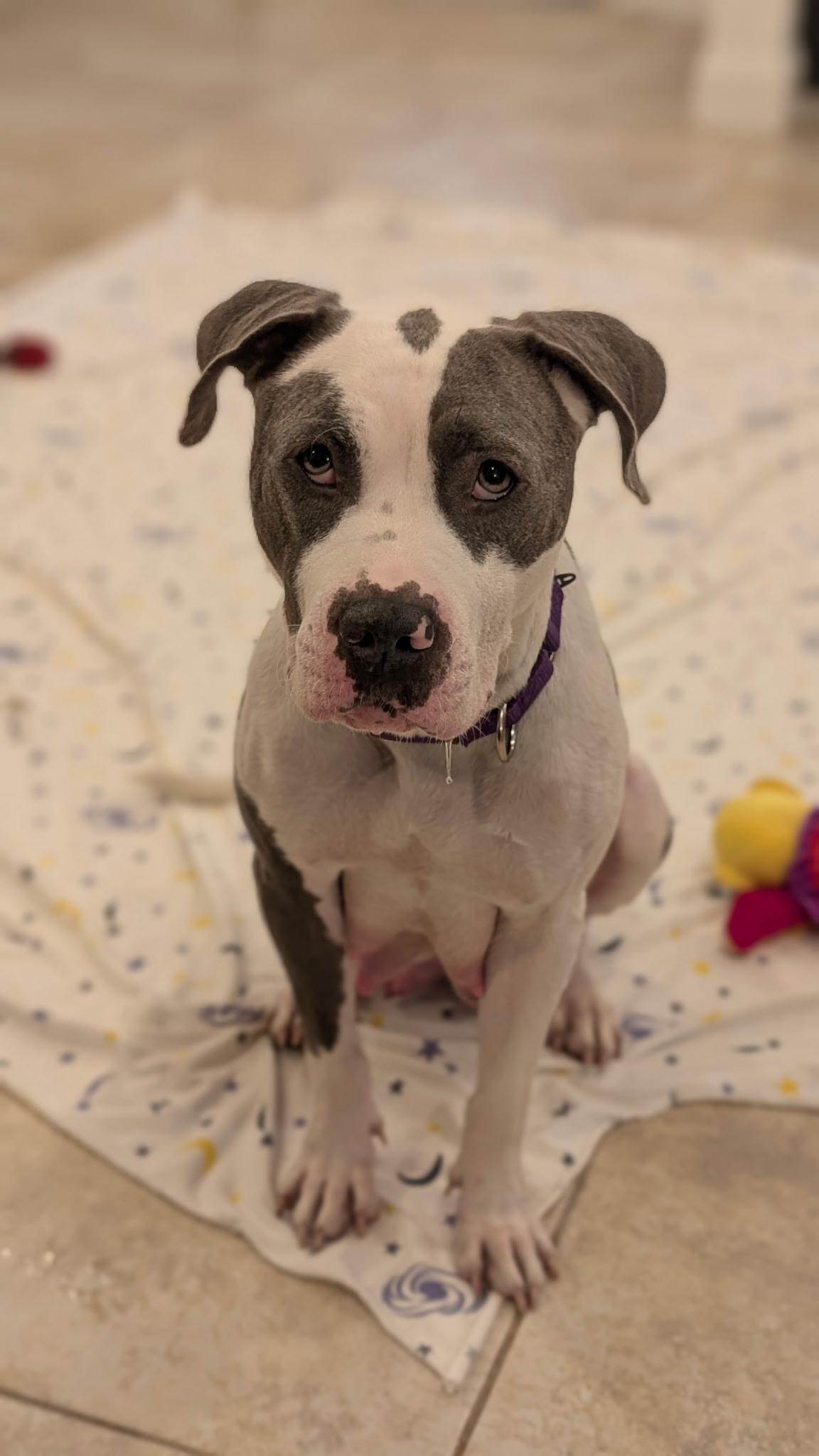 Hunny, a Adoptable mixed breed in River Vale, NJ image 3/6