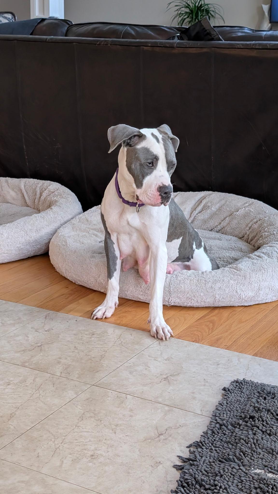 Hunny, a Adoptable mixed breed in River Vale, NJ image 4/6