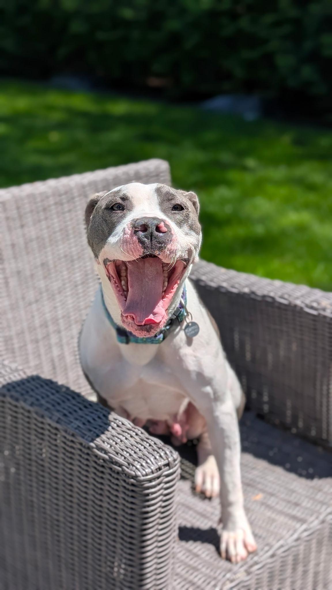 Hunny, a Adoptable mixed breed in River Vale, NJ image 2/6