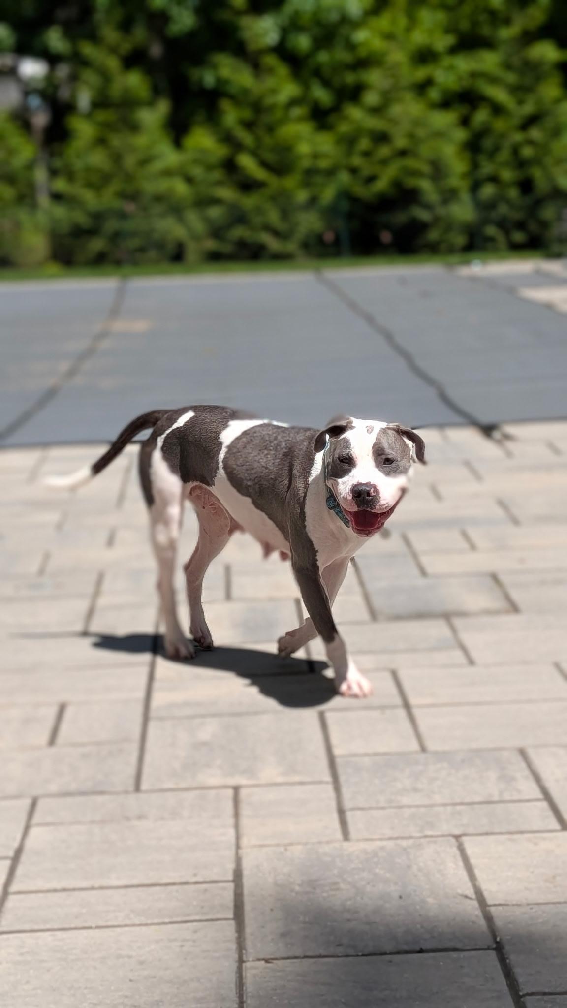 Hunny, a Adoptable mixed breed in River Vale, NJ image 5/6