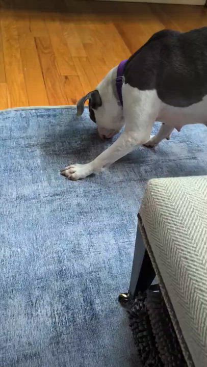 Enlarge Hunny, a Adoptable mixed breed in River Vale, NJ video 6/6