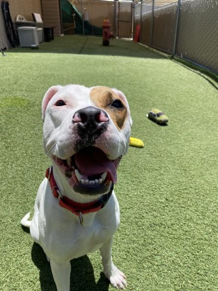 Crab, Adoptable, Young Female Pit Bull Terrier & Boxer.