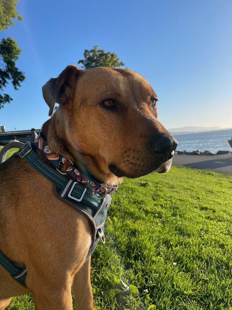 Ciggy, Adoptable, Adult Male Mixed Breed.