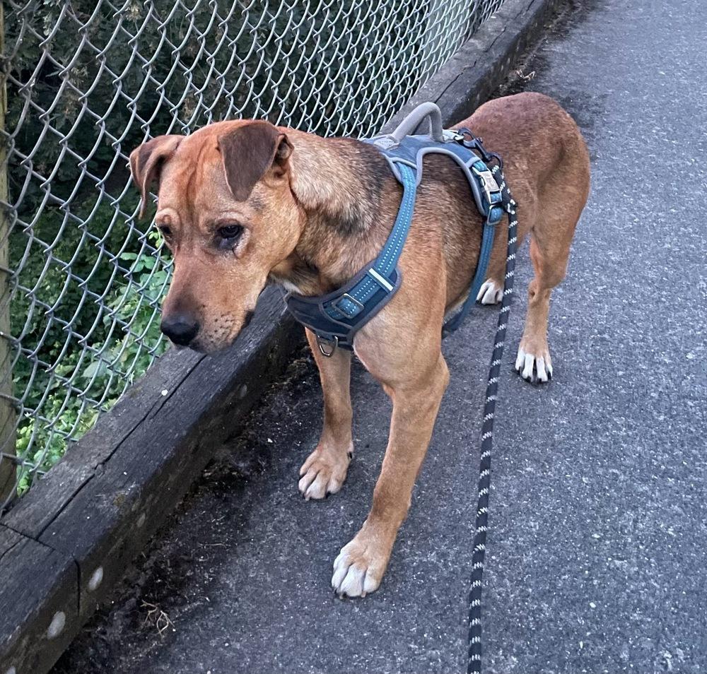 Enlarge Ciggy, a Adoptable mixed breed in Bellingham, WA image 3/4