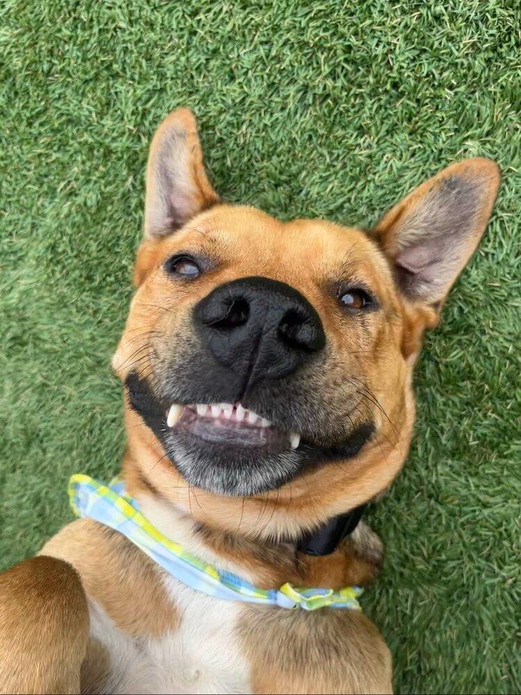 Enlarge Ciggy, a Adoptable mixed breed in Bellingham, WA image 4/4