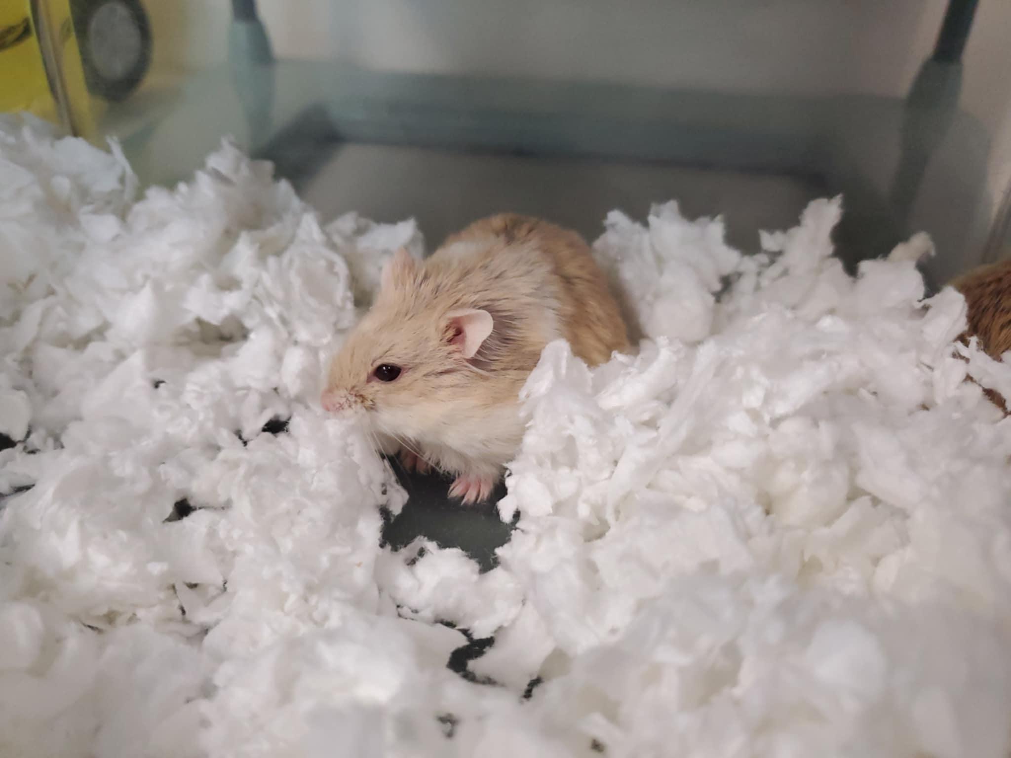 Professor Ratiga, Young Male Dwarf Hamster