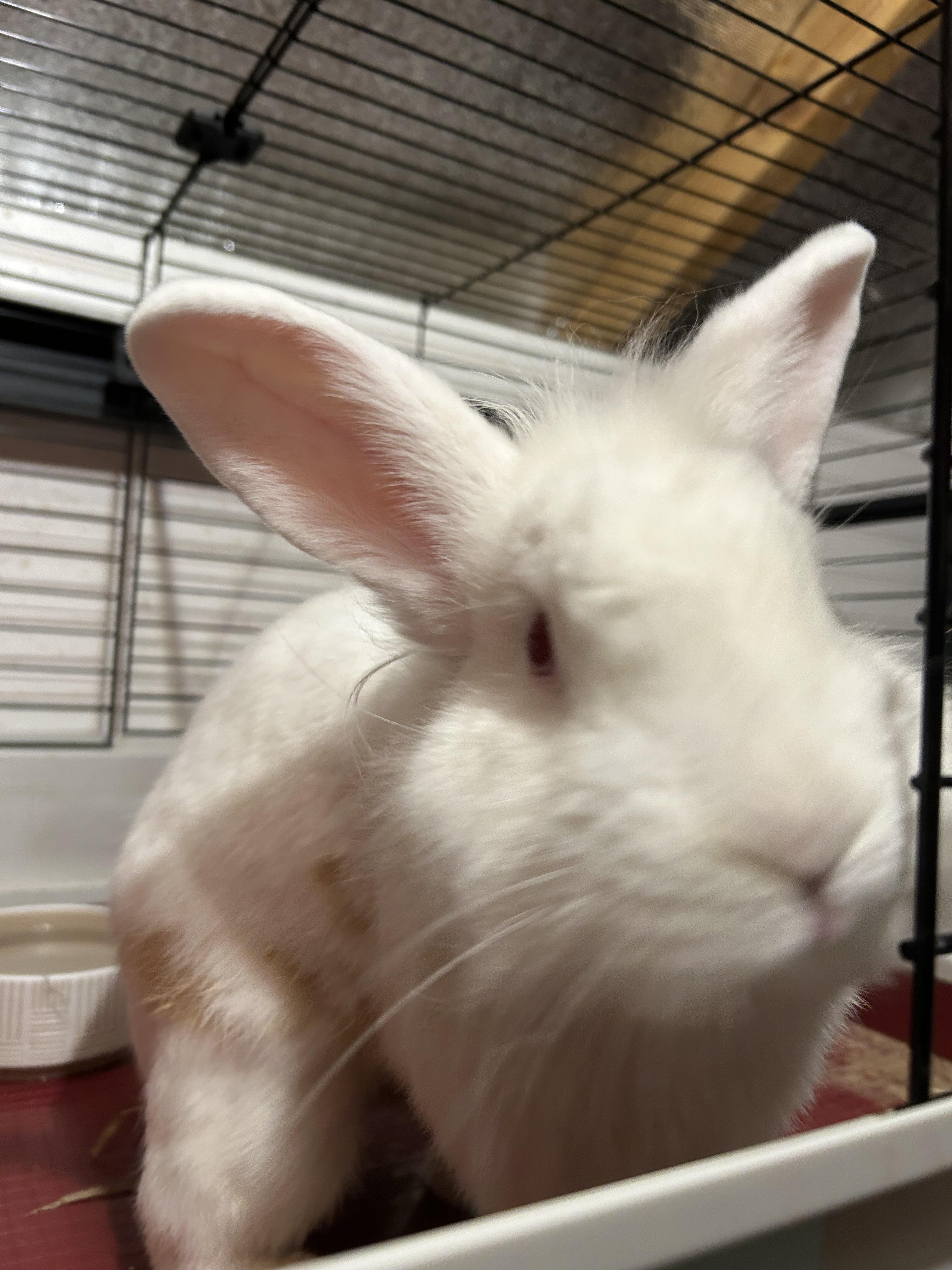 Queso, Adopted, Adult Male New Zealand & Lionhead.