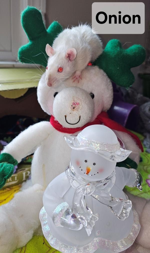 Onion, Adoptable, Young Male Rat.