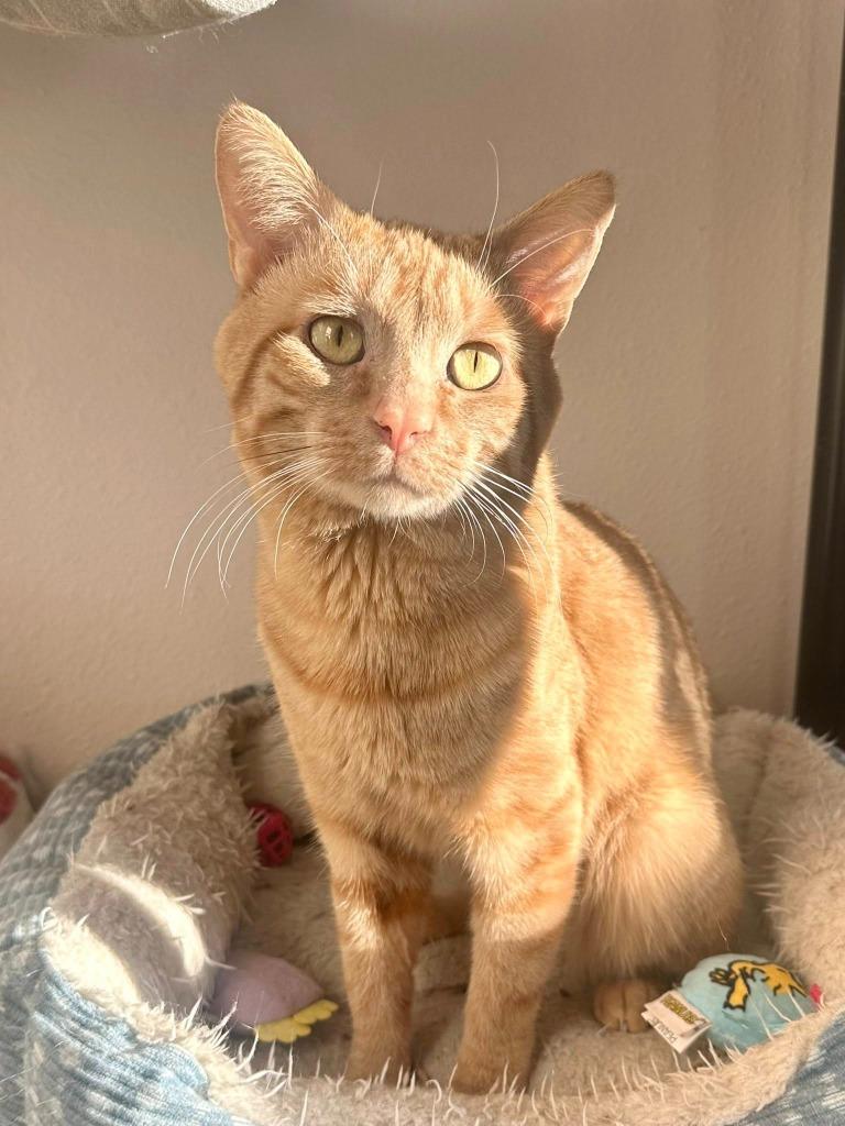 Tator Tot, Adoptable, Adult Male Domestic Short Hair.