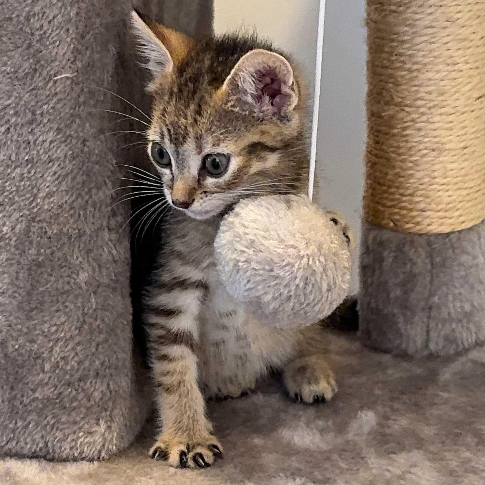 Enlarge Sally, an adopted Domestic Short Hair in Piscataway, NJ image 1/1