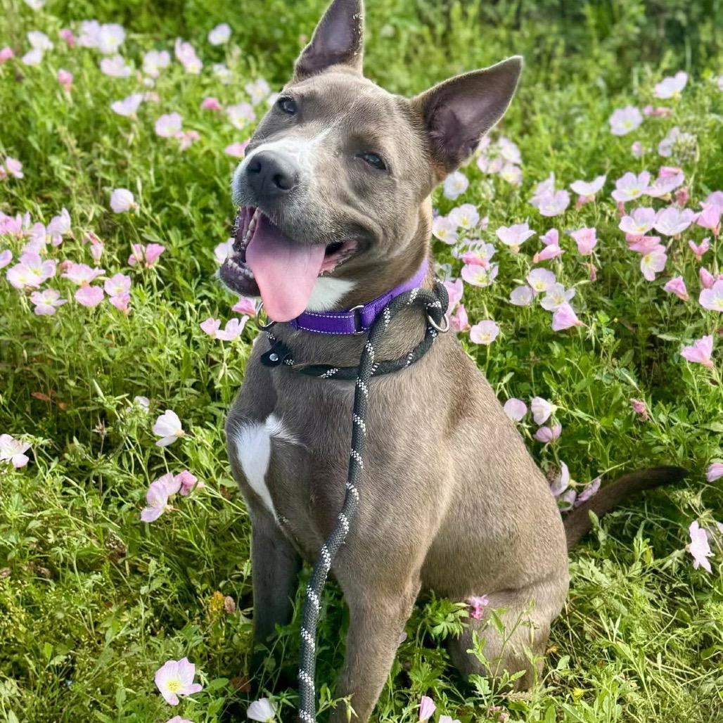 Enlarge Diver, a Adoptable Pit Bull Terrier in Dickinson, TX image 1/6