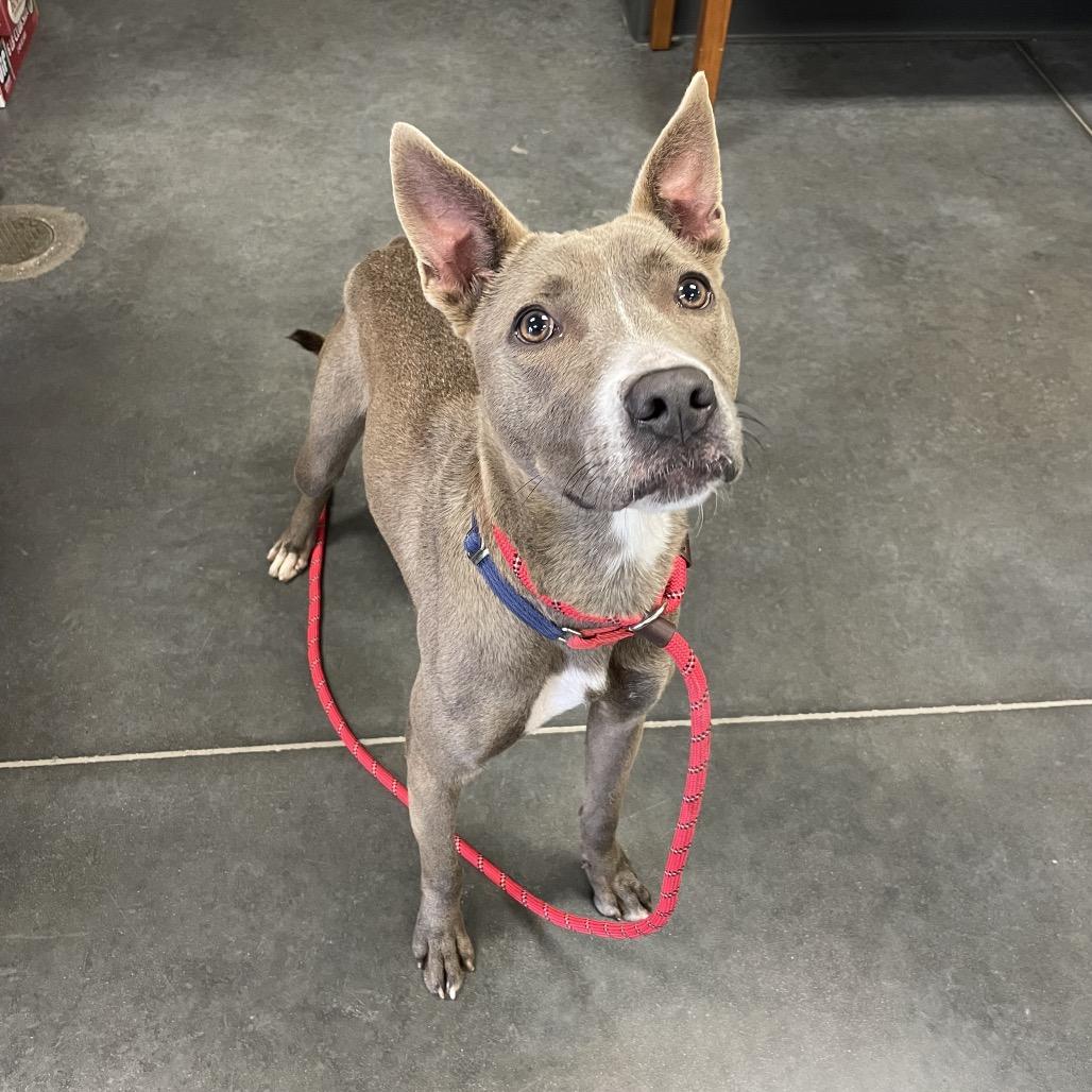 Enlarge Diver, a Adoptable Pit Bull Terrier in Dickinson, TX image 3/6