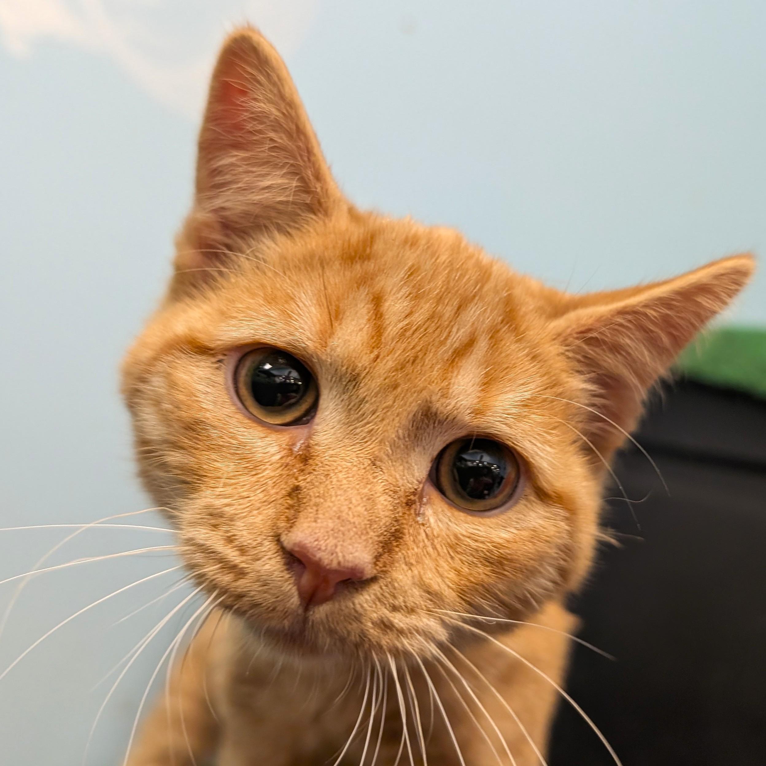 Savannah, ADOPTABLE, Kitten Female Domestic Medium Hair.