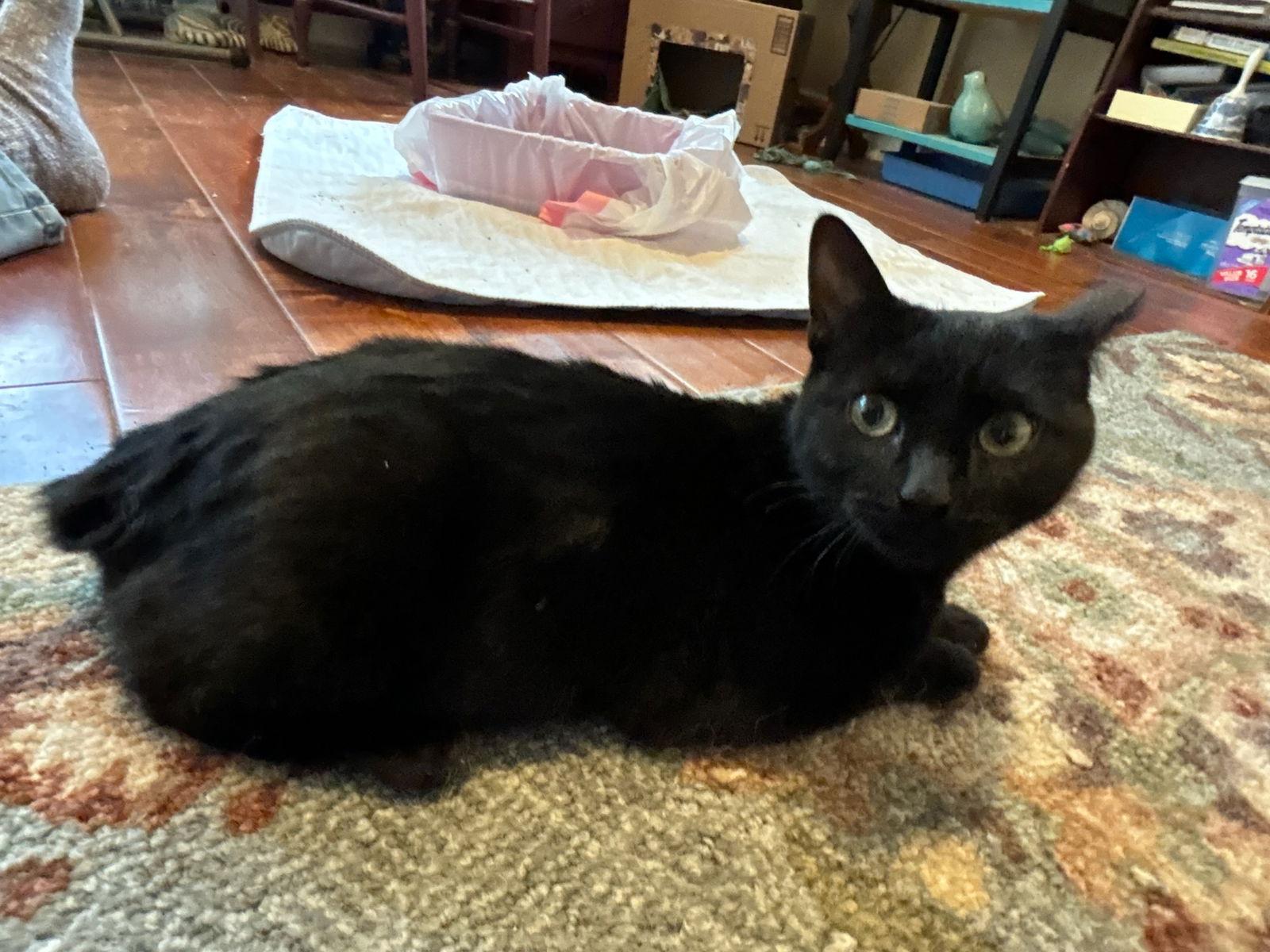 Trixie Kitten, Adoptable, Kitten Female Domestic Short Hair.