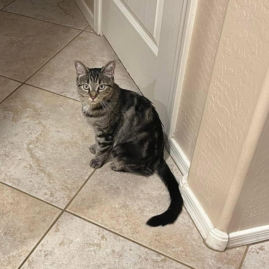 Sally (Bonded with Sam), Adoptable, Young Female Domestic Short Hair.