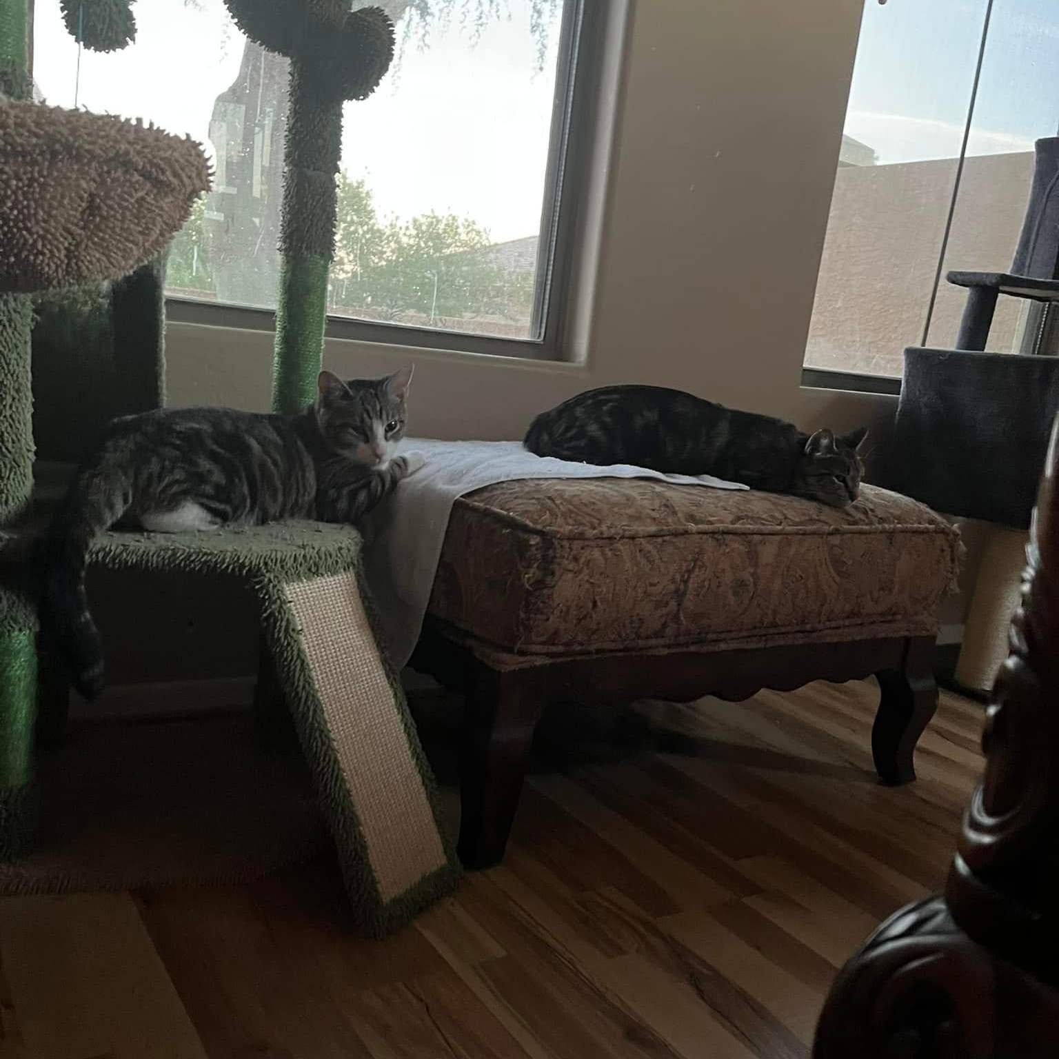 Enlarge Sally (Bonded with Sam), a Adoptable Domestic Short Hair in Queen Creek, AZ image 3/3