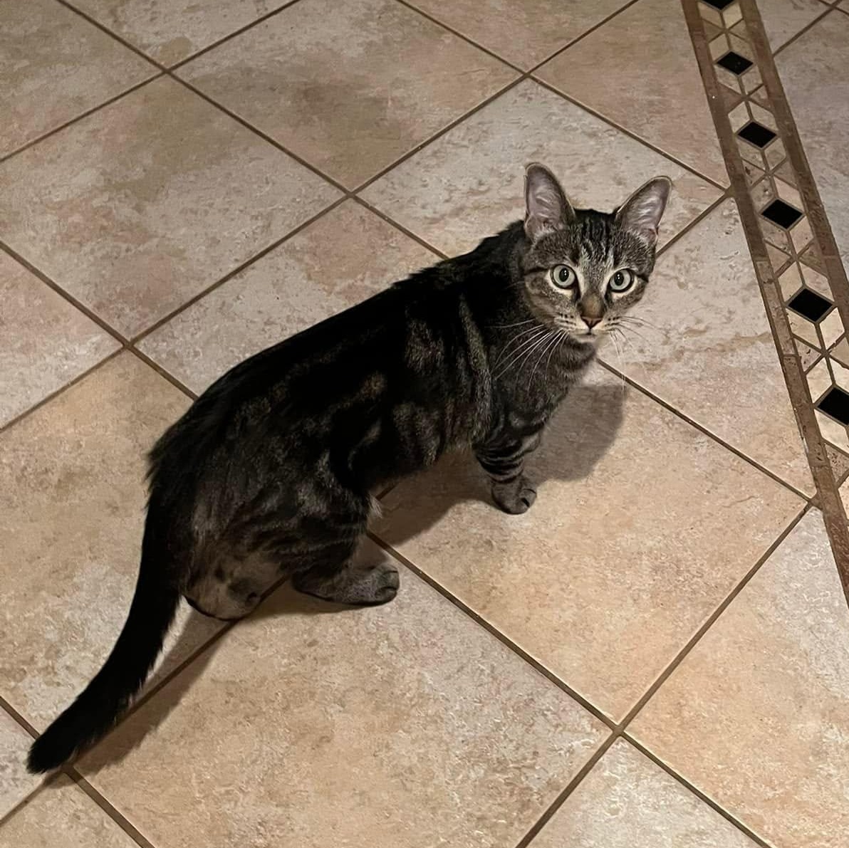 Enlarge Sally (Bonded with Sam), a Adoptable Domestic Short Hair in Queen Creek, AZ image 2/3