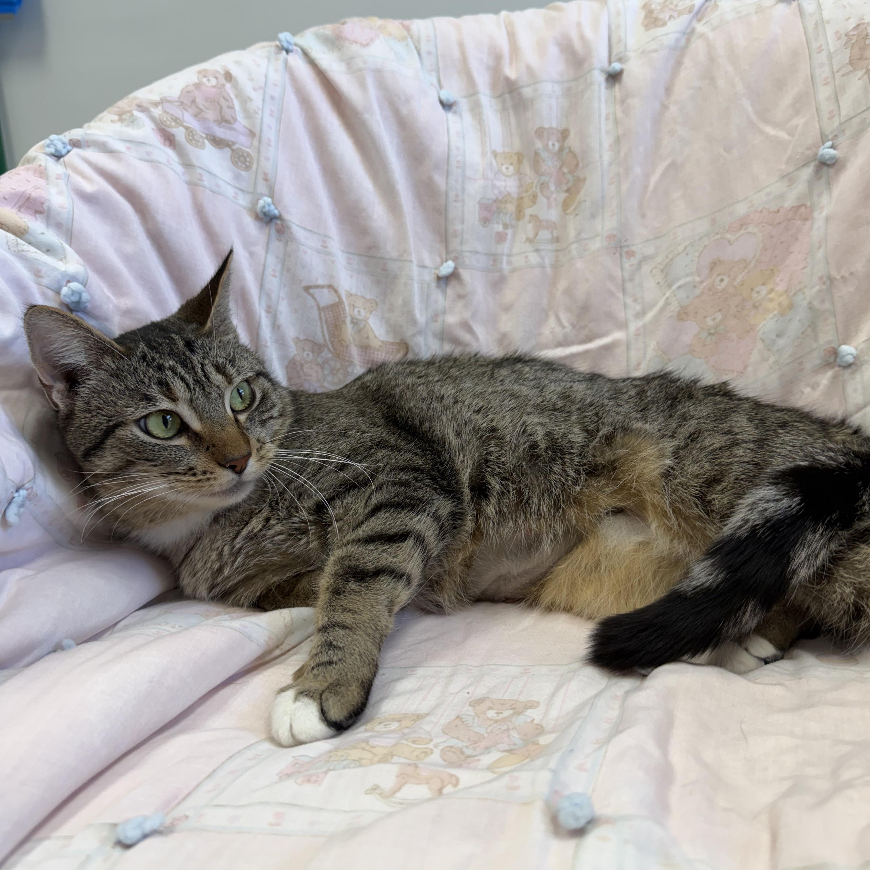 Enlarge Mrs. Claws, a Adoptable Domestic Short Hair in Archbold , OH image 1/1