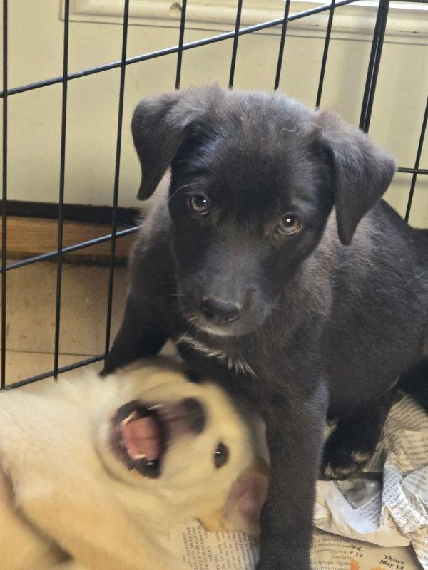 Ember, Adoptable, Puppy Female Labrador Retriever.