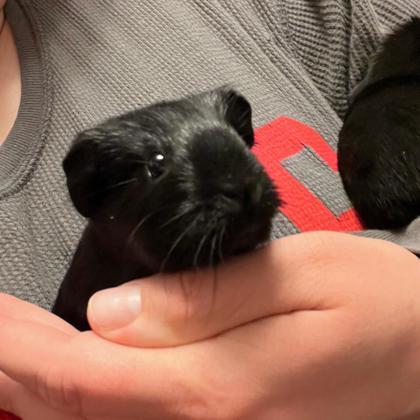 Enlarge Andarna, an adopted Guinea Pig in Syracuse, NY image 1/1