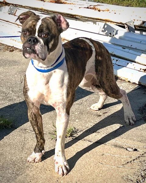 Enlarge Gizzy, a Adoptable mixed breed in Monticello, NY image 1/3