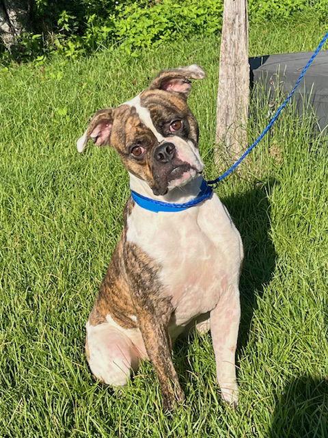 Enlarge Gizzy, a Adoptable mixed breed in Monticello, NY image 2/3