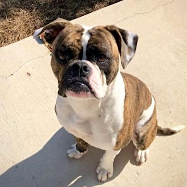 Enlarge Gizzy, a Adoptable mixed breed in Monticello, NY image 3/3