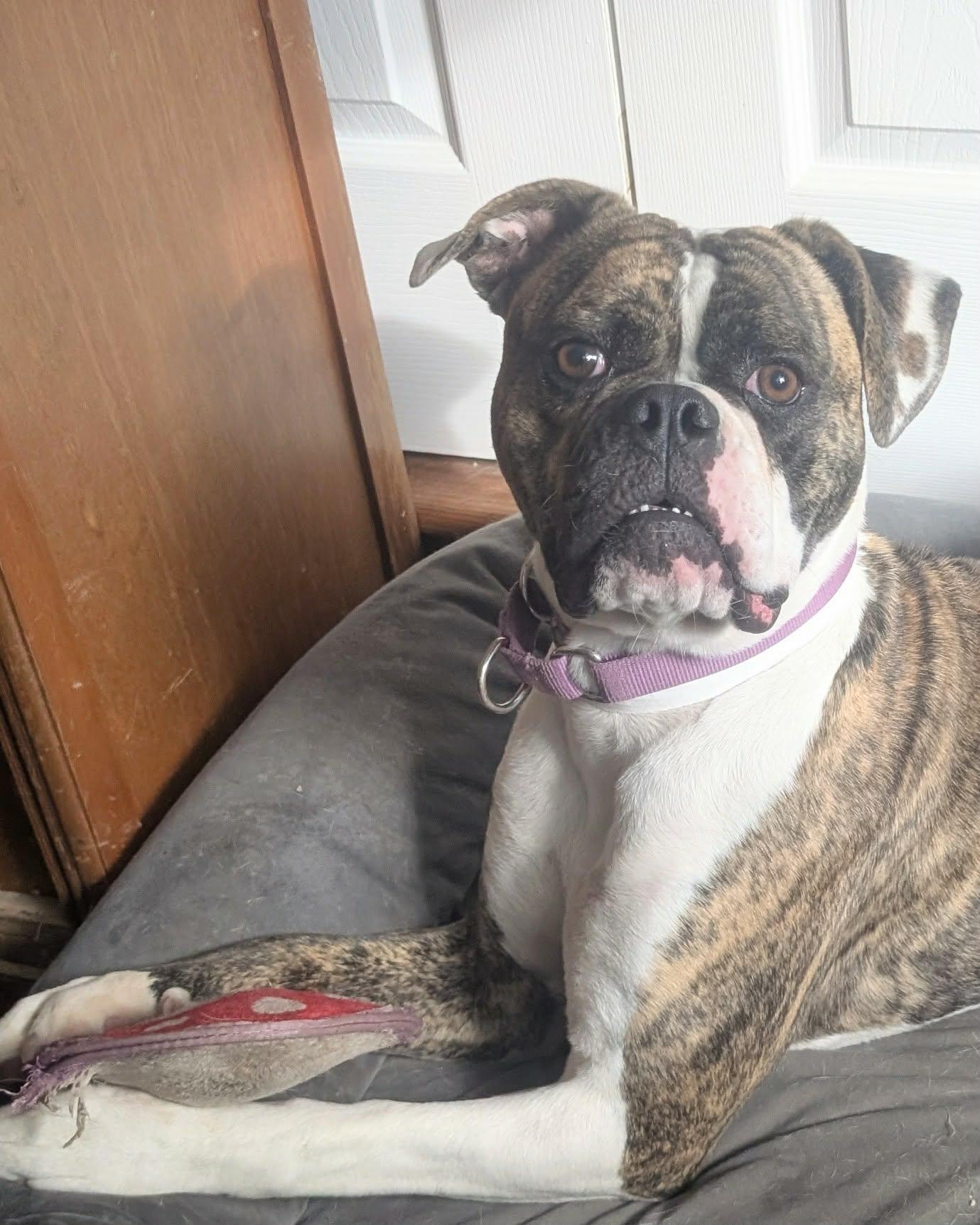 Enlarge Gizzy, a Adoptable mixed breed in Monticello, NY image 3/3