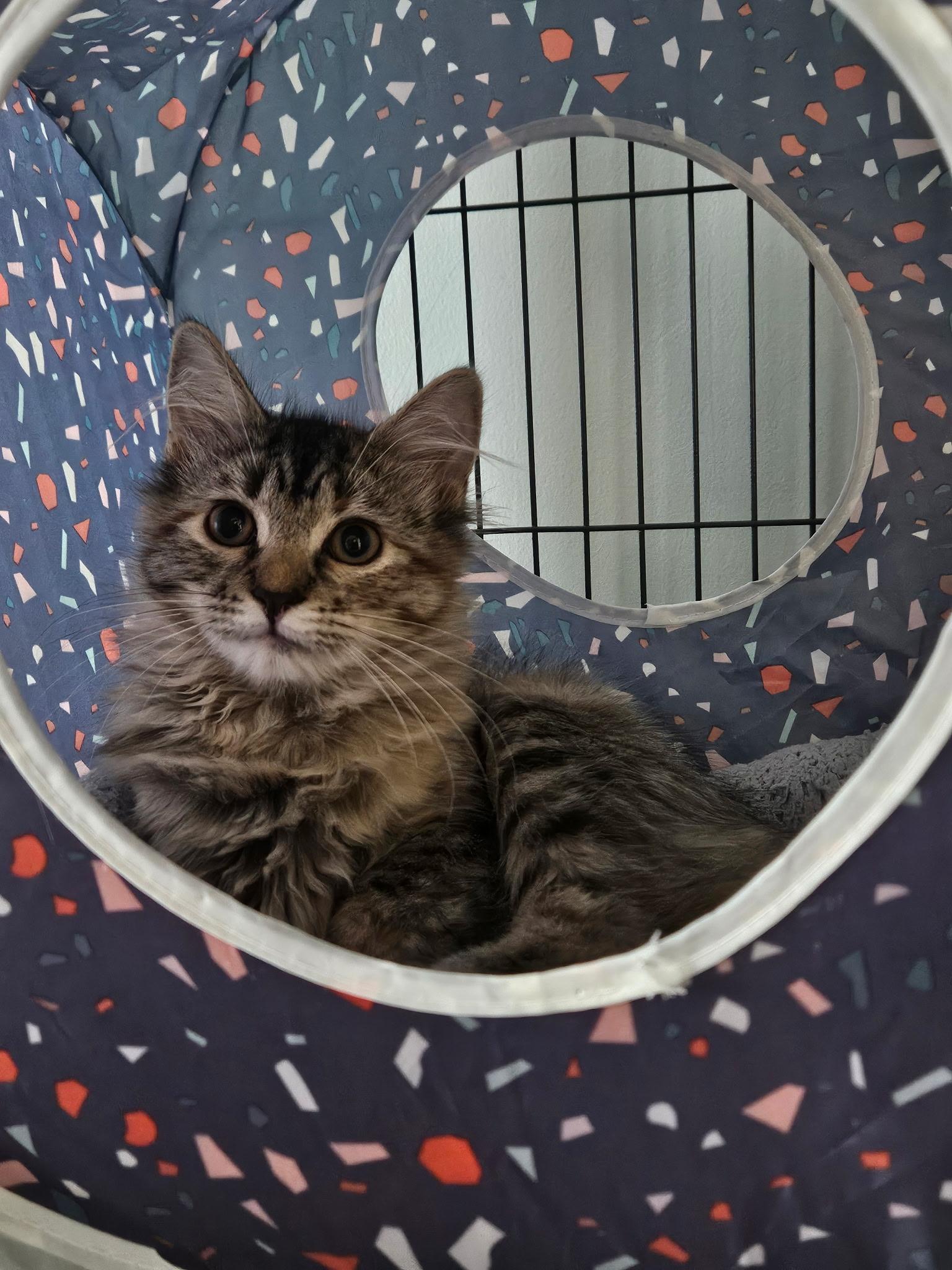 Sophie, ADOPTABLE, Kitten Female Domestic Short Hair.