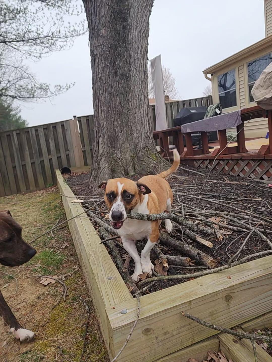 Simon, Adoptable, Adult Male Basset Hound & Pit Bull Terrier.