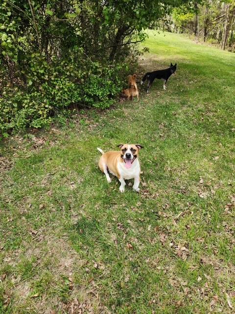 Enlarge Simon, a Adoptable mixed breed in Stafford, VA image 2/4