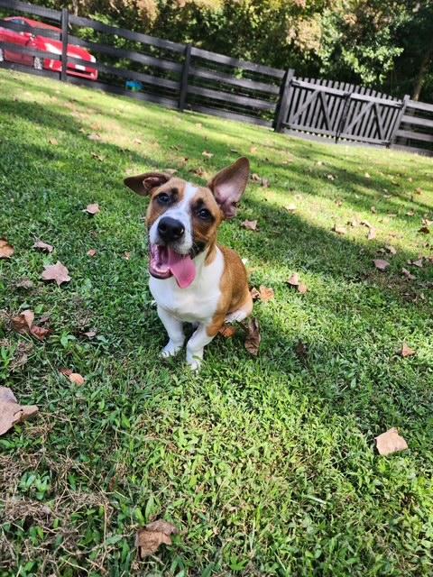 Enlarge Simon, a Adoptable mixed breed in Stafford, VA image 3/4