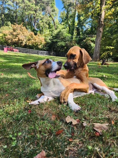 Enlarge Simon, a Adoptable mixed breed in Stafford, VA image 4/4