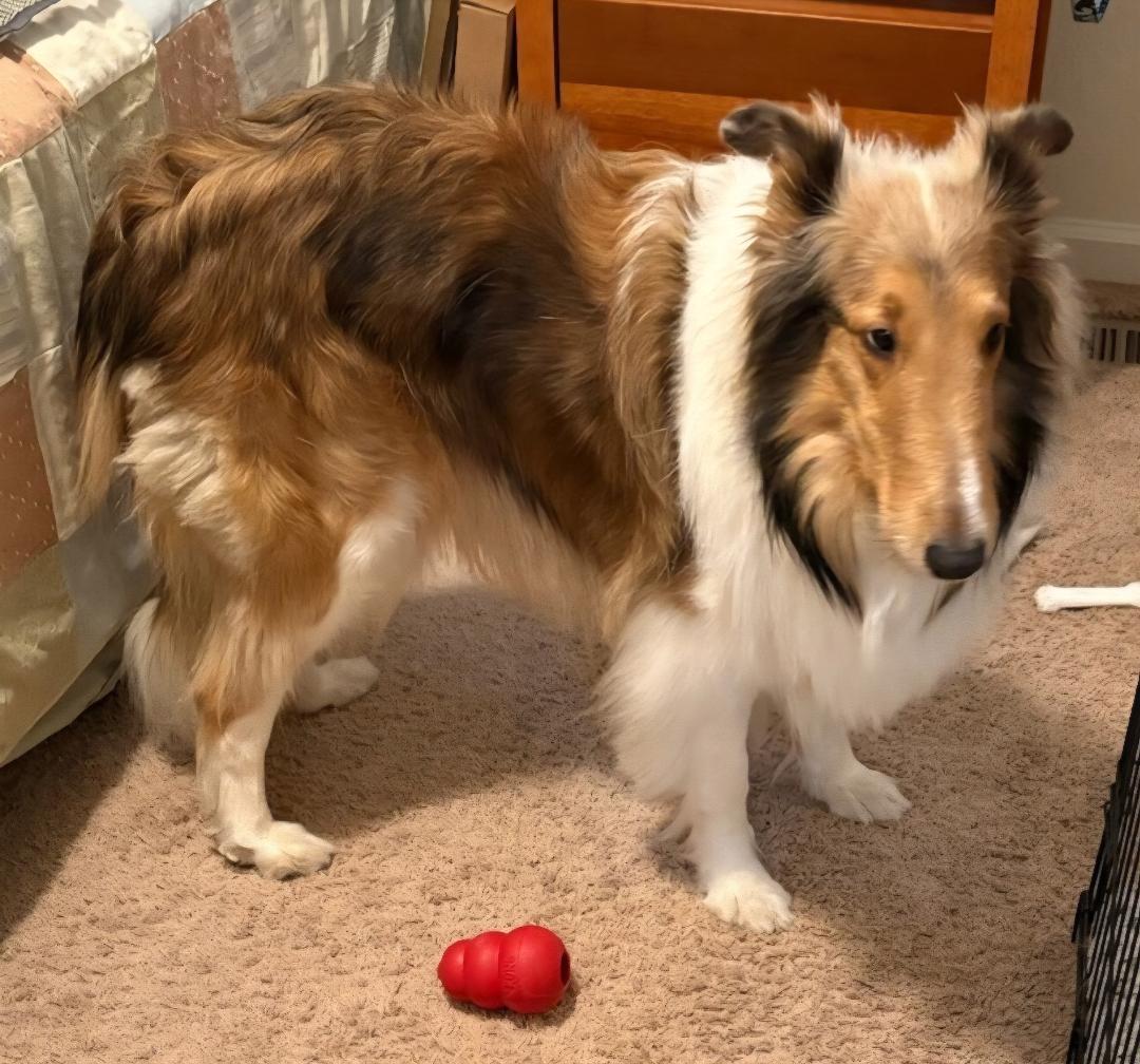 Gwenie, Adopted, Adult Female Collie.