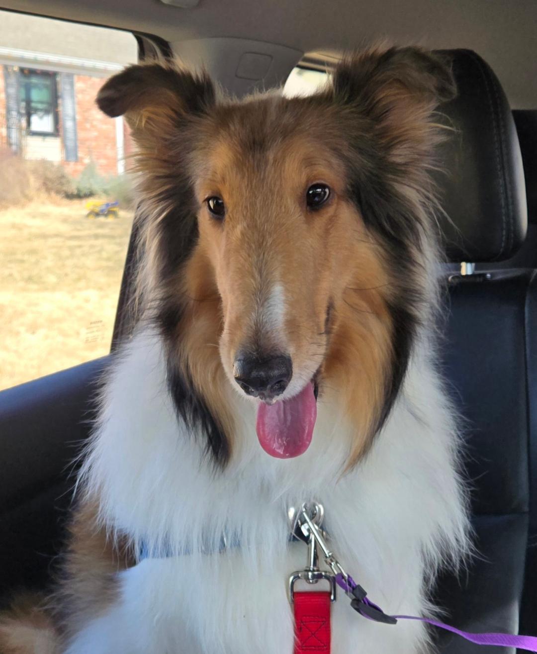 Enlarge Gwenie, a Adopted Collie in Mission, KS image 2/3