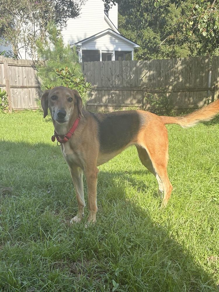 Possum, Adoptable, Adult Female Foxhound & German Shepherd Dog.