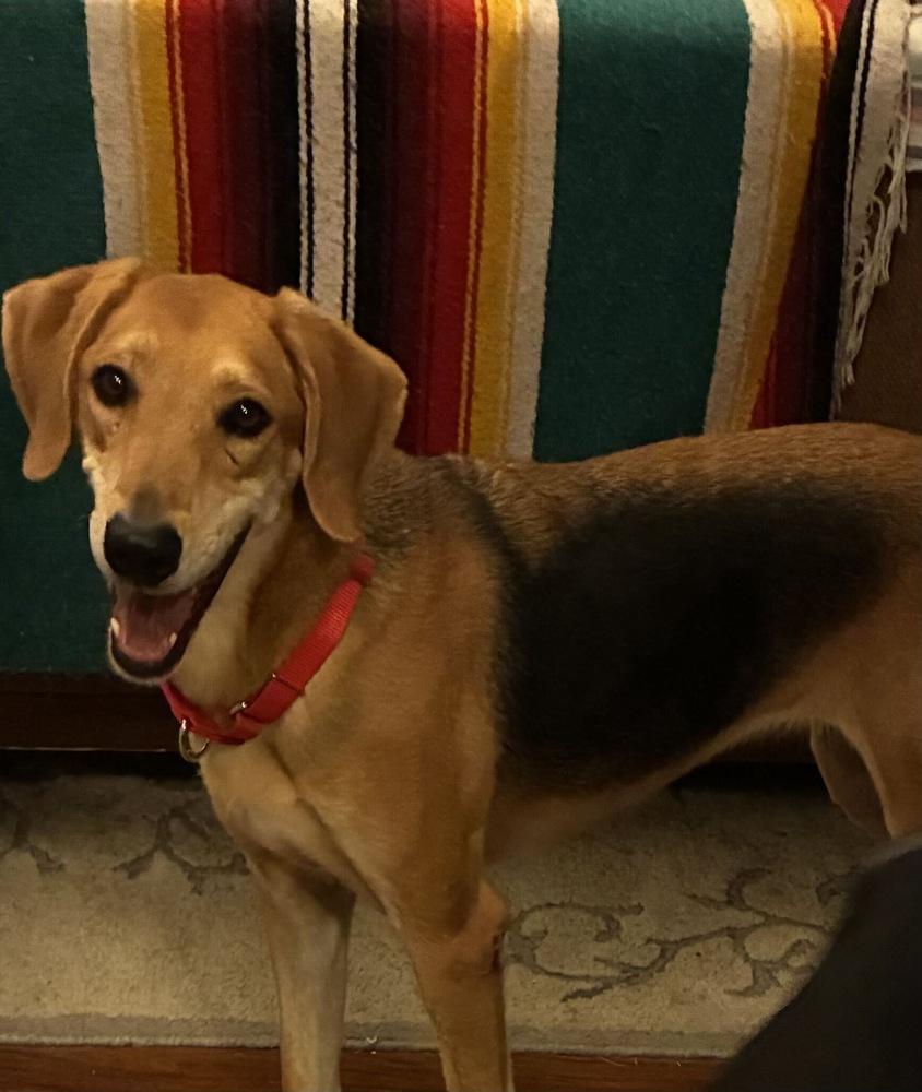 Enlarge Possum, a Adoptable mixed breed in Charleston, SC image 2/6