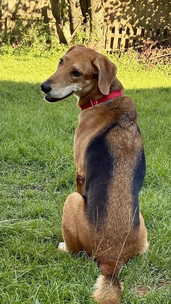 Enlarge Possum, a Adoptable mixed breed in Charleston, SC image 3/6