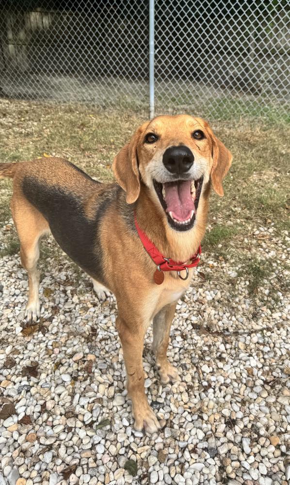 Enlarge Possum, a Adoptable mixed breed in Charleston, SC image 5/6