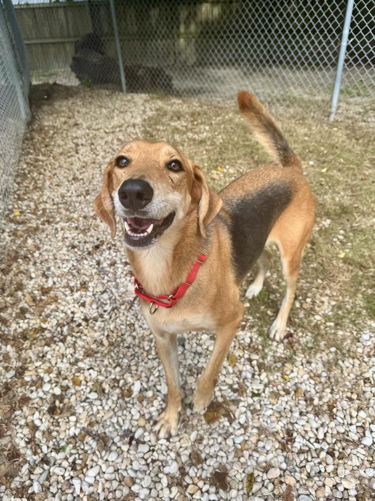 Enlarge Possum, a Adoptable mixed breed in Charleston, SC image 6/6