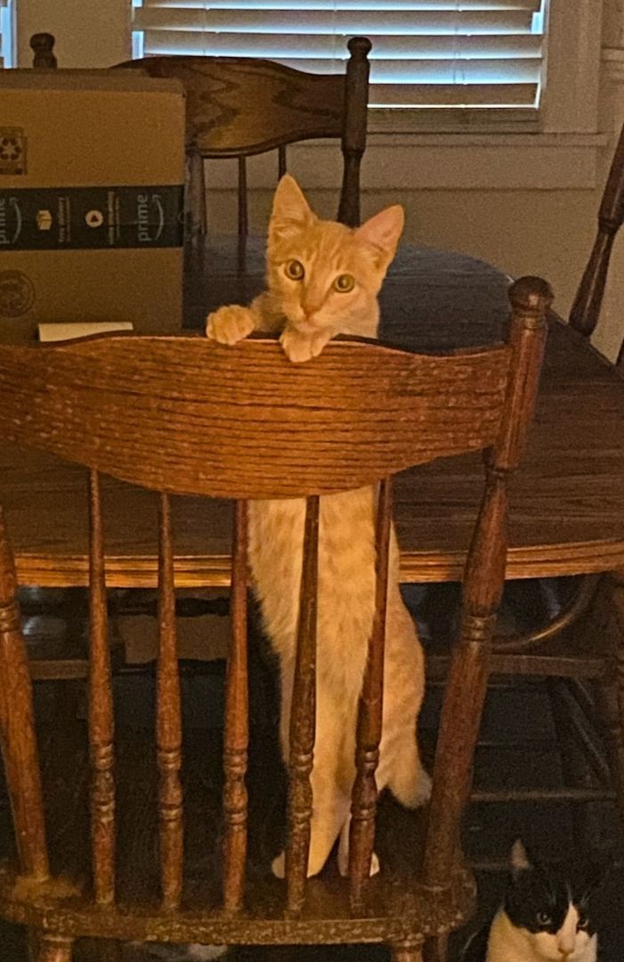 Enlarge Barney, a Adoptable Domestic Short Hair in Lodi, CA image 1/1