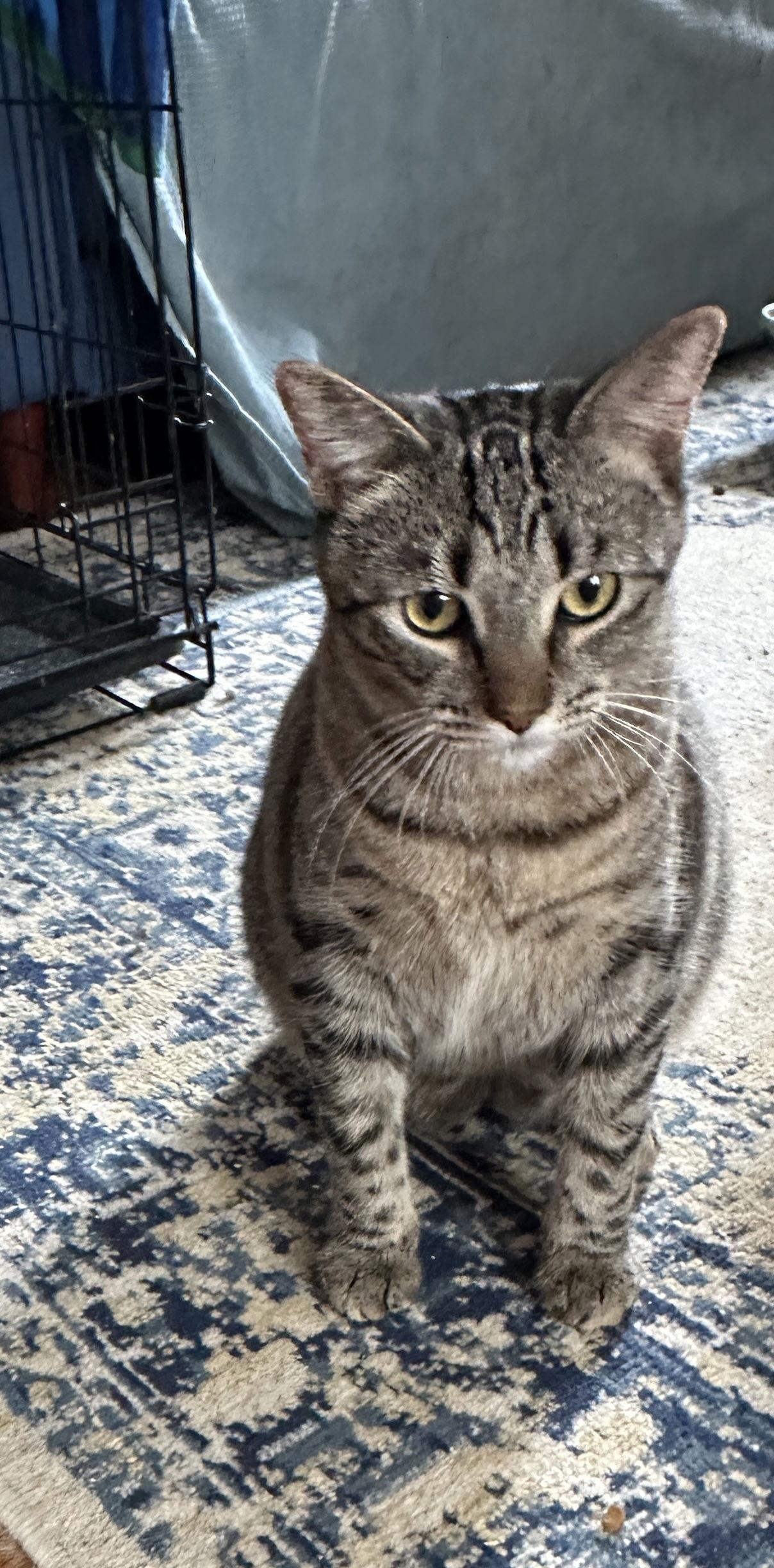 Duchess, Adoptable, Adult Female Domestic Short Hair.