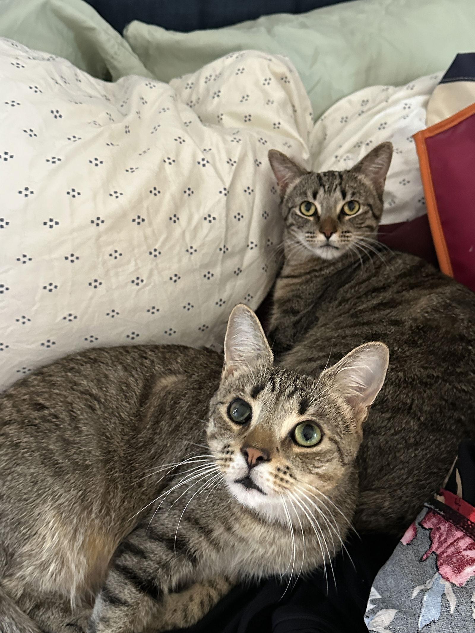 Duchess, a Adoptable Domestic Short Hair in Maggie Valley, NC image 2/3