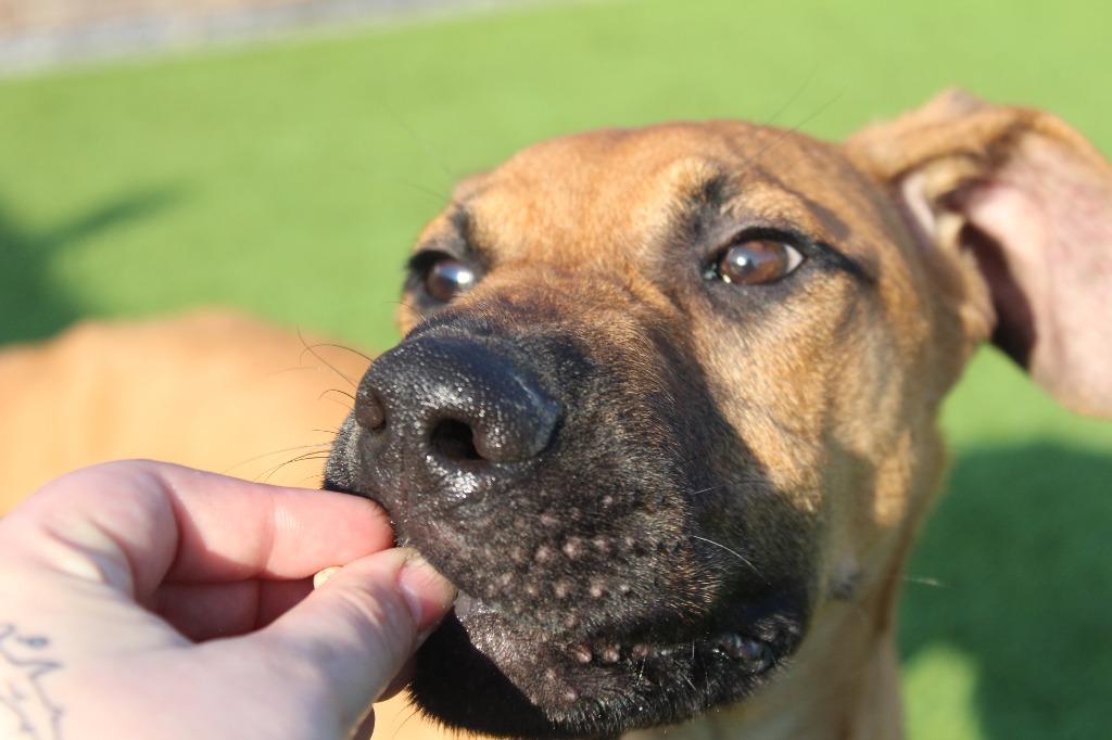 Diego, a ADOPTABLE mixed breed in Chestertown, MD image 3/4