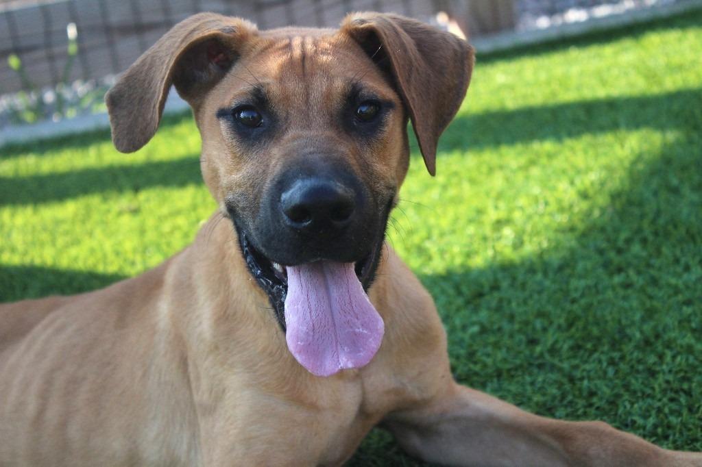 Diego, ADOPTABLE, Puppy Male Labrador Retriever & Hound.