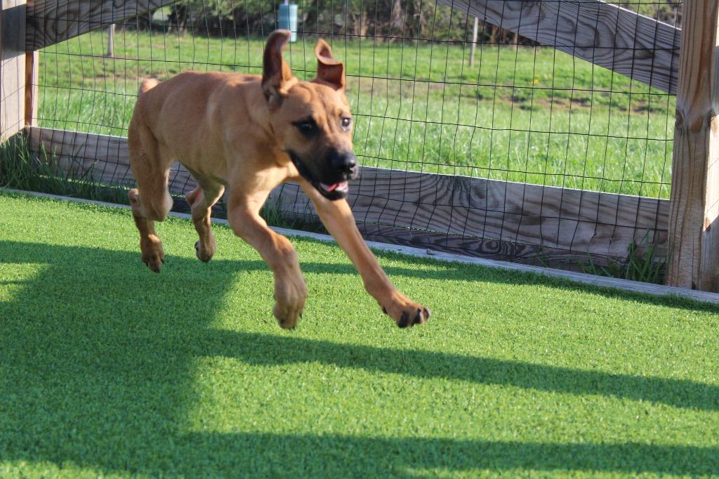 Diego, a ADOPTABLE mixed breed in Chestertown, MD image 4/4